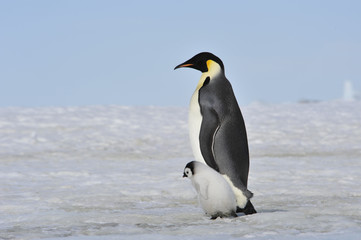 Naklejka na ściany i meble Emperor Penguin with chick