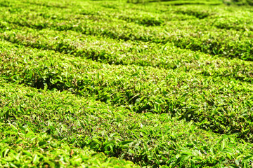 Fototapeta na wymiar Scenic bright green rows of bushes on tea plantation