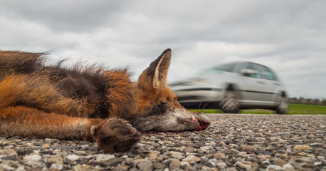 Closeup aus der Froschperspektive Wildunfall toter Fuchs liegt auf der Straße und Auto rast vorbei