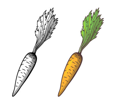 Vector stylized illustration of carrot, outline and colored version. Isolated on white