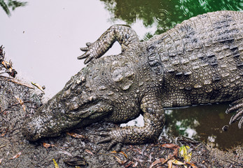 crocodile on the .riverside