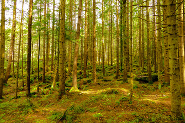 Coniferous forest