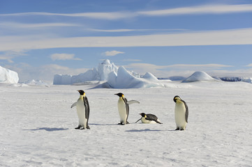 Emperor Penguin on the snow