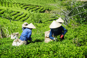 Tea pickers working on plantation. Workers in traditional hats