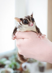 Hand of owner with cute sugar glider at home, closeup
