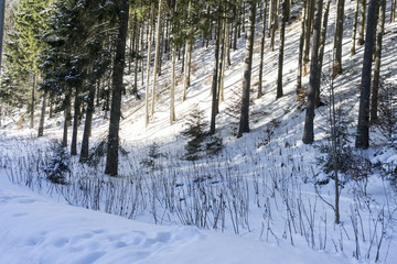 Idyllic winter landscape in the forest, sunny day; Azuga, Romania