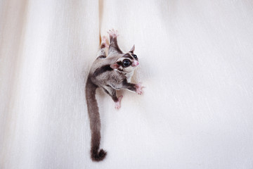 Cute sugar glider on curtain at home
