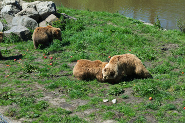Little brown bear(s) eating and fighting