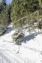 Idyllic winter landscape in the forest, sunny day; Azuga, Romania