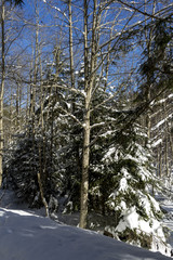 Idyllic winter landscape in the forest, sunny day; Azuga, Romania