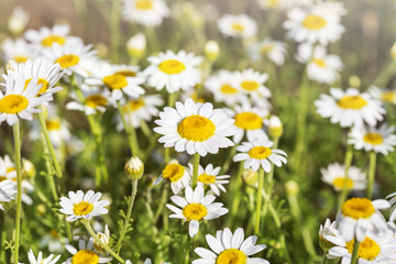 Fototapeta premium Chamomile