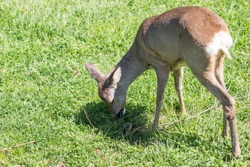 Cerbiatto al pascolo