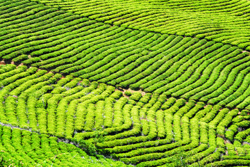 Fototapeta premium Amazing rows of bright green tea bushes. Rural landscape
