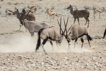 Naklejka na ściany i meble antelops fighting in the etosha national park