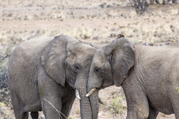 Fototapeta na wymiar elephants in the savannah of the Etosha national park