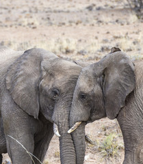 Fototapeta premium elephants in the savannah of the Etosha national park