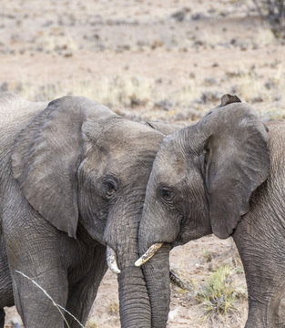 elephants in the savannah of the Etosha national park