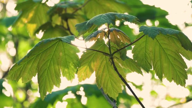 Close up of sun shining through swaying sycamore leaves with lens flare