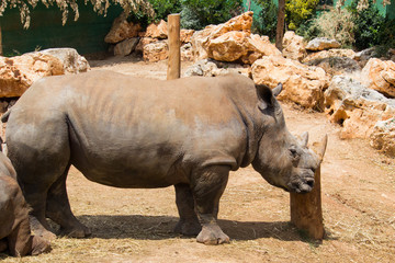 Obraz premium Rinoceronte
