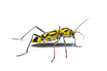 A Bamboo tiger longicorn beetle isolated on white background.