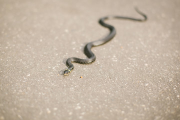 Snake on the road