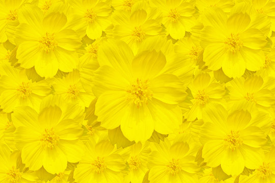 Beautiful yellow cosmos flower texture and background