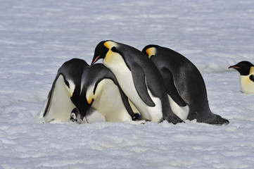 Fototapeta na wymiar Emperor Penguins with chick