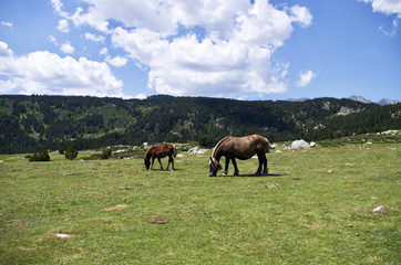 Fototapeta na wymiar Horse in the Pyrenees