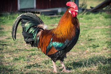Cock - Rooster, symbol of New 2017 - according to Chinese calendar fiery red rooster. For festive background with bird-symbol of coming of new year. Symbol of year. The rural scene on sunny day