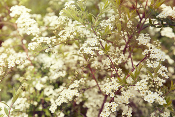 Green bushes with beautiful white flowers in garden