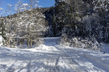 Idyllic winter landscape with snowy road in the forest, sunny day; Azuga, Romania
