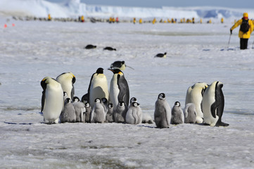 Emperor Penguins with chick