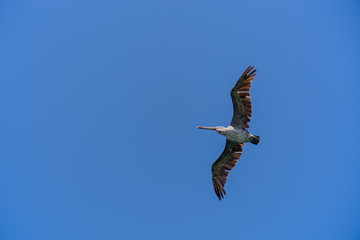 Brown Pelican (Pelecanus occidentalis)
