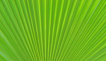 Obraz premium Leaf of a palm tree close-up background