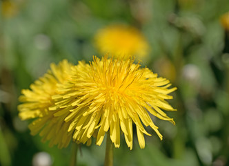 Löwenzahn, Taraxacum, Blüten