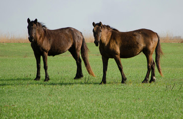 Horses graze in a meadow