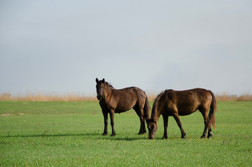 Horses graze in a meadow