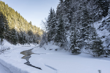 Mountain forest on the banks of a frozen river. Fluffy pine trees in the snow. Sunny day in Azuga, Romania