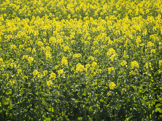 Blooming rape field filling