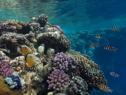 Coral Reef Garden