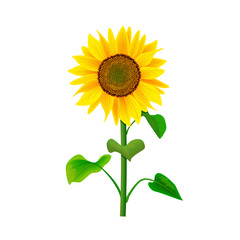 Sunflower flower or Helianthus isolated with stem and leaves on white background