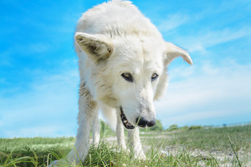 Obraz premium Duży pies. Duży bezdomny zbłąkany biały pies na brzegu rzeki