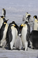 Obraz na płótnie Canvas Emperor Penguins with chick