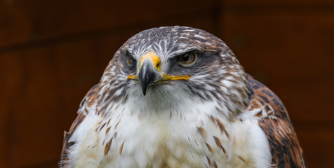 Königsrauhfußbussard im Portrait