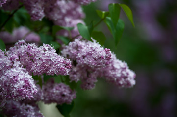 lilac flower blossom
