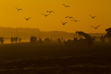 Fototapeta na wymiar Birds at Sunset