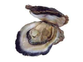 Fresh oyster shell isolated on white background 