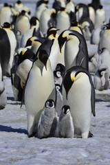 Emperor Penguins with chick