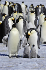 Emperor Penguins with chick