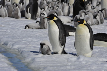Emperor Penguins with chick
